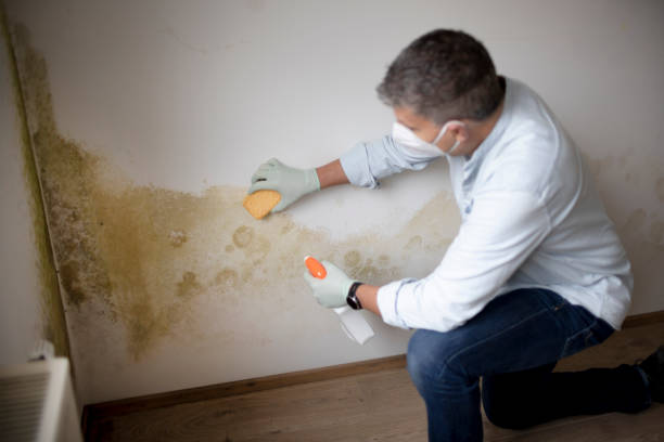 Reliable Jamaica Beach, TX Mold Removal Solutions