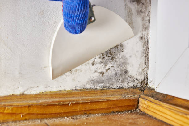 Best Mold-Related Health Consultation  in Jamaica Beach, TX